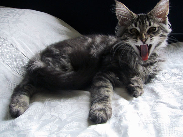Main Coon