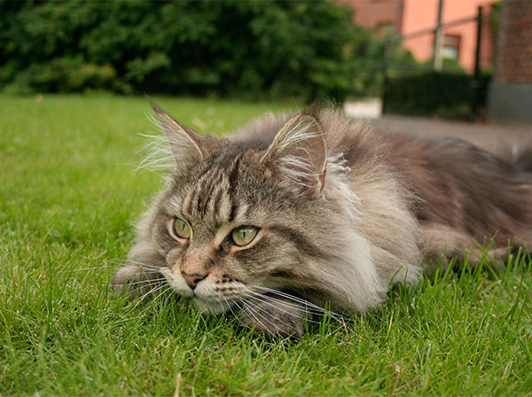 Maine Coon