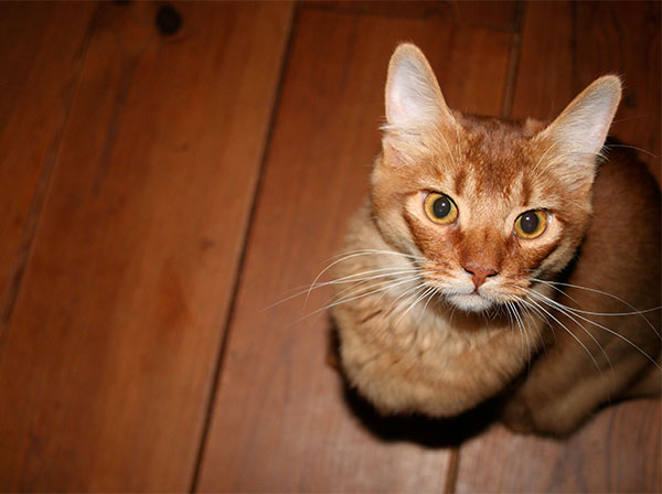 Somali Kat